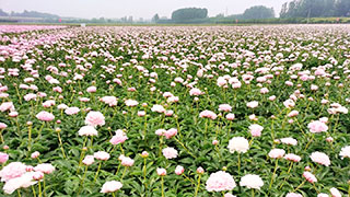 芍藥種植基地