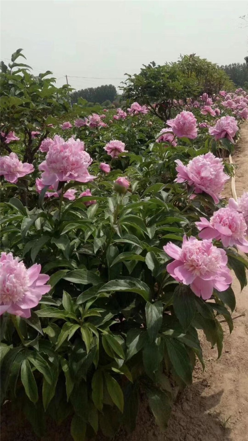 富士粉芍藥鮮切花,荷蘭進口芍藥