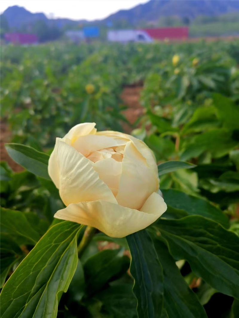 荷蘭進(jìn)口芍藥鮮切花