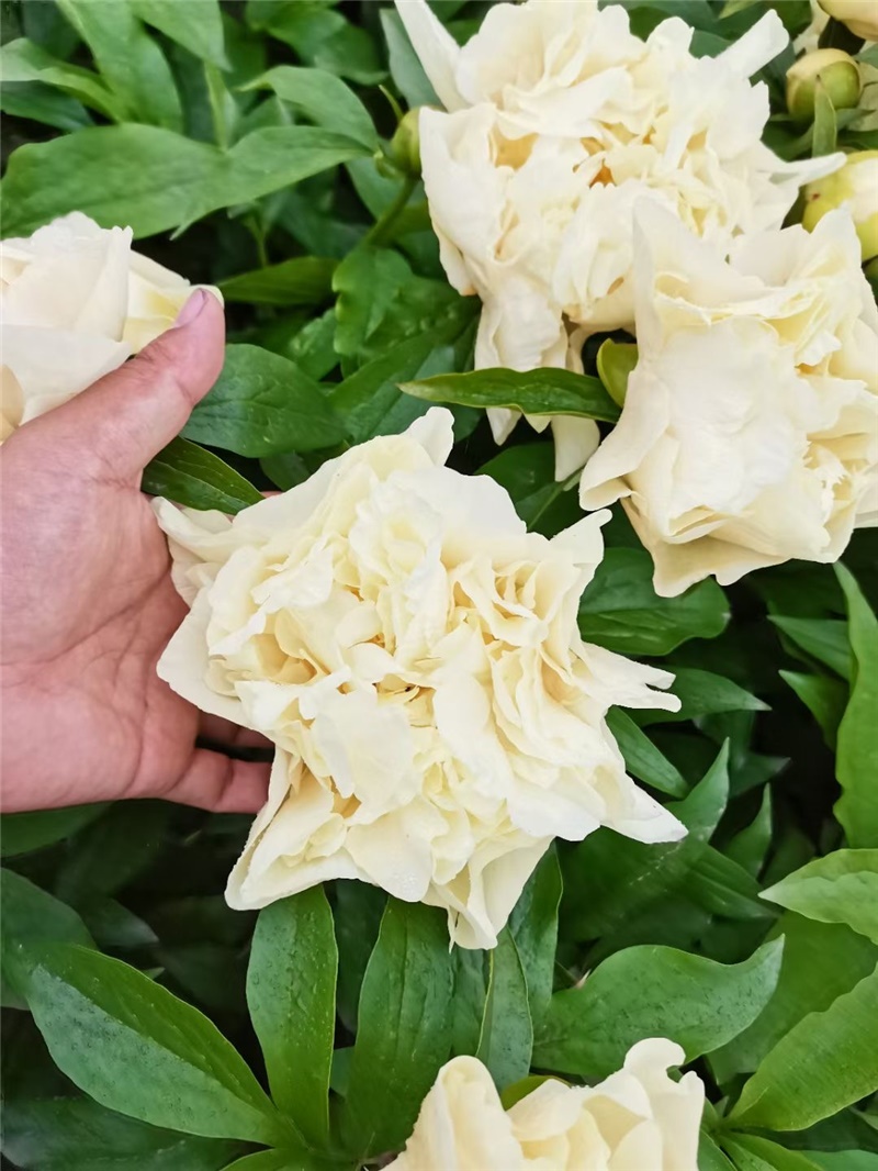 陽(yáng)光女孩芍藥鮮切花,荷蘭進(jìn)口芍藥