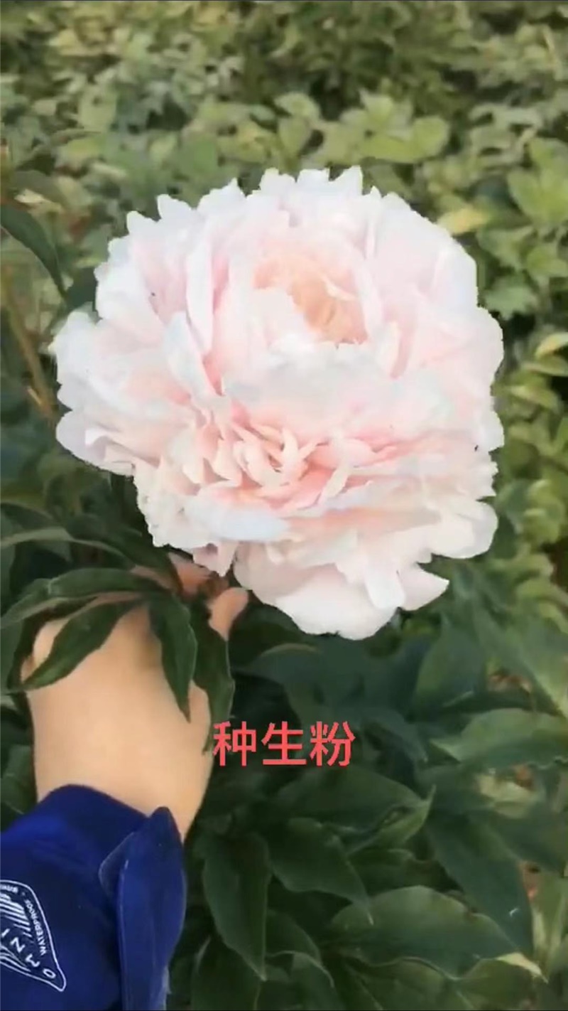 種生粉芍藥鮮切花